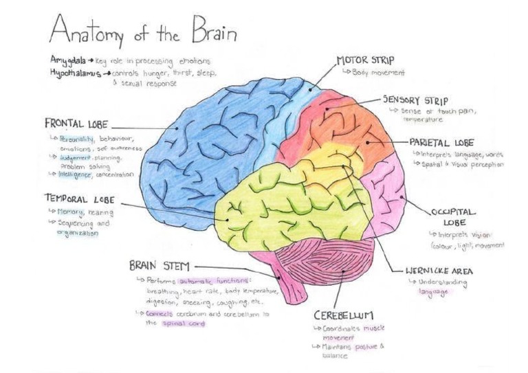 Anatomy of The Brain | PDF