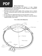 Human Visual System