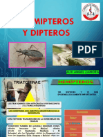 Hemipteros y Dipteros