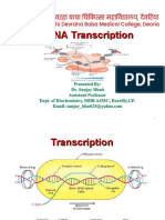 DNA Transcription Process