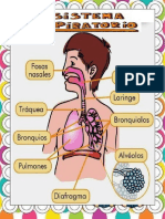 Rompecabezas Sistema Respiratorio