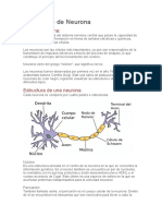 Significado de Neurona