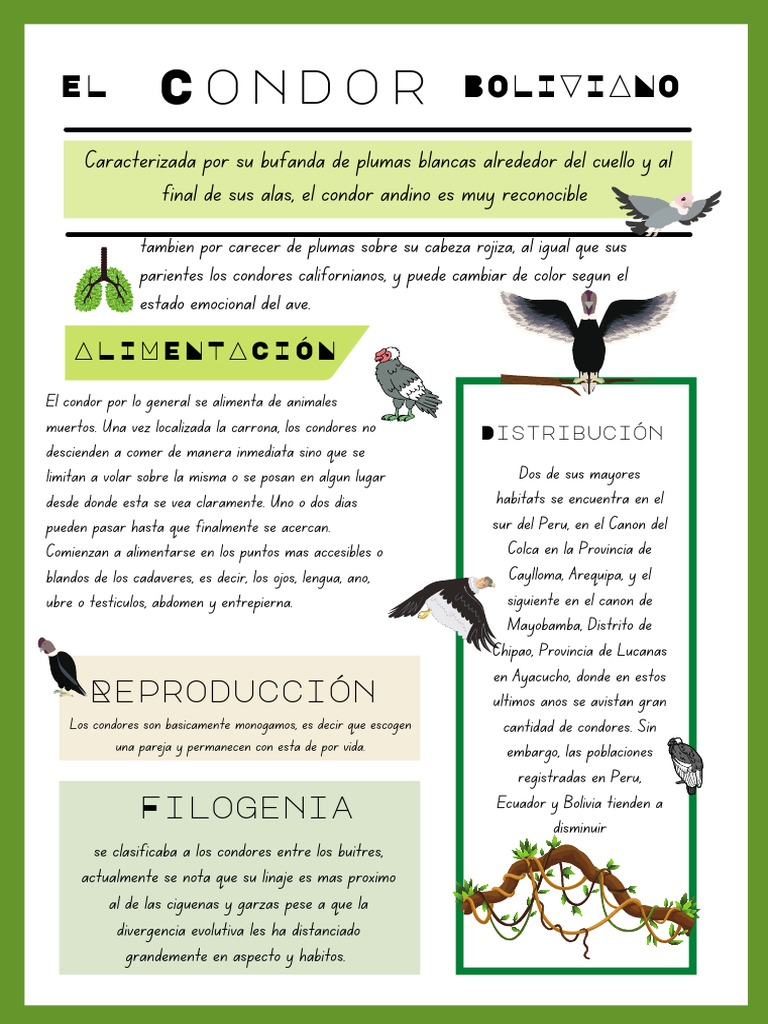 Características y Hábitat del Cóndor Andino | PDF