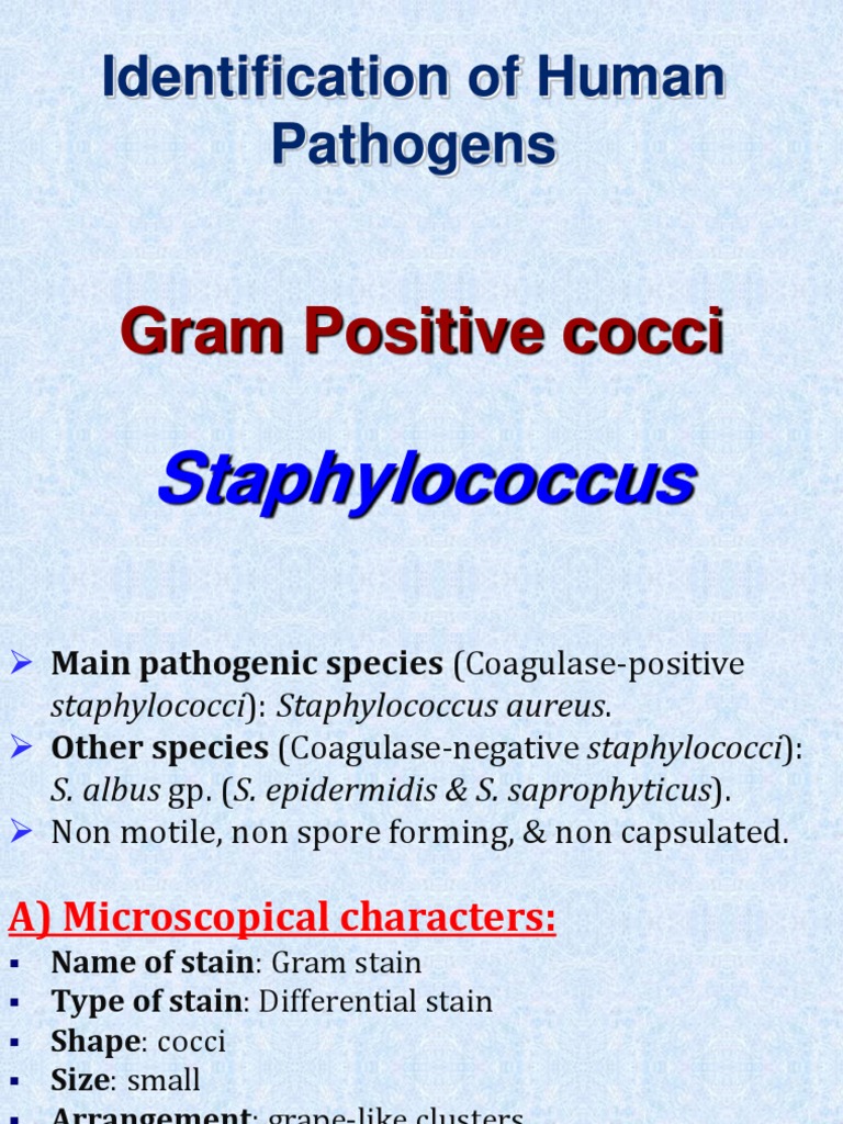 2 Medical Staph PDF PDF Staphylococcus Staphylococcus Aureus
