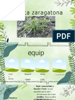 Plantas Zaratagoza 2