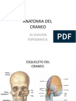 Anatomia Del Craneo.