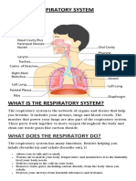 Respiratory System