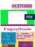 PDF Proceso de La Fagocitosis