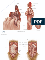 Color Atlas of Small Animal Anatomy, The Essentials (VetBooks - Ir) - 25!55!16!31!1-8