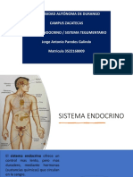 Anatomia Endocrino - Tegumentario Jorge Paredes Galindo
