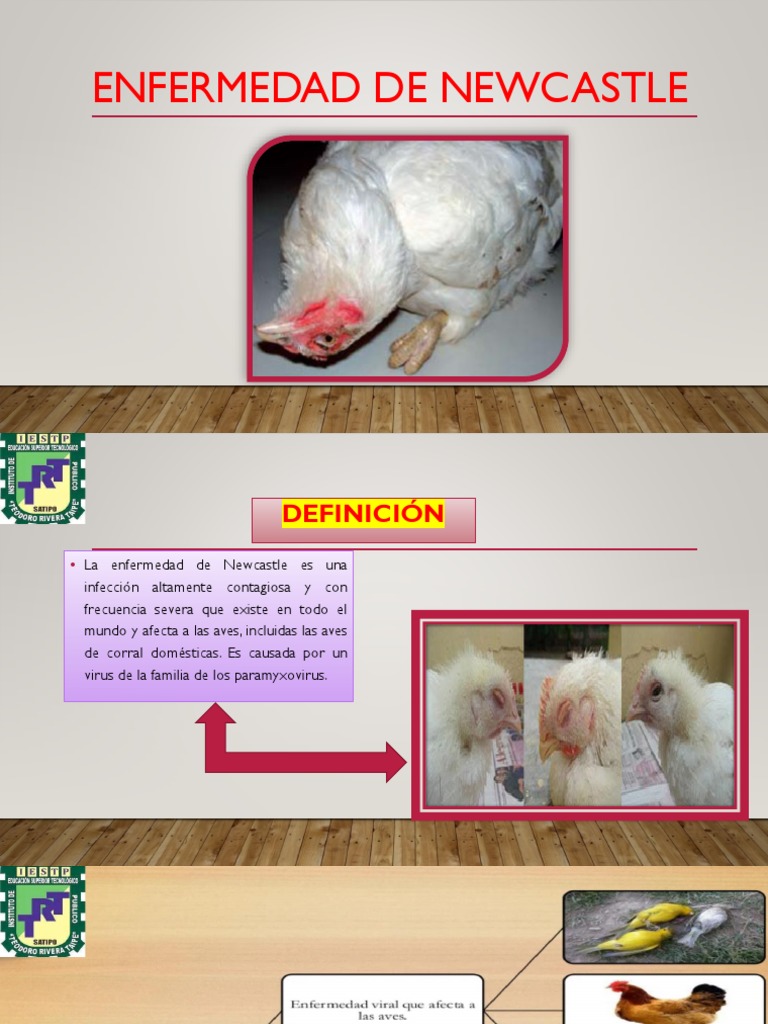 63 Bus Timetable Killingworth To Newcastle Pdf
