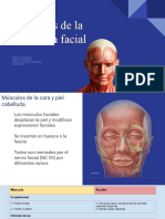 Musculos Faciales