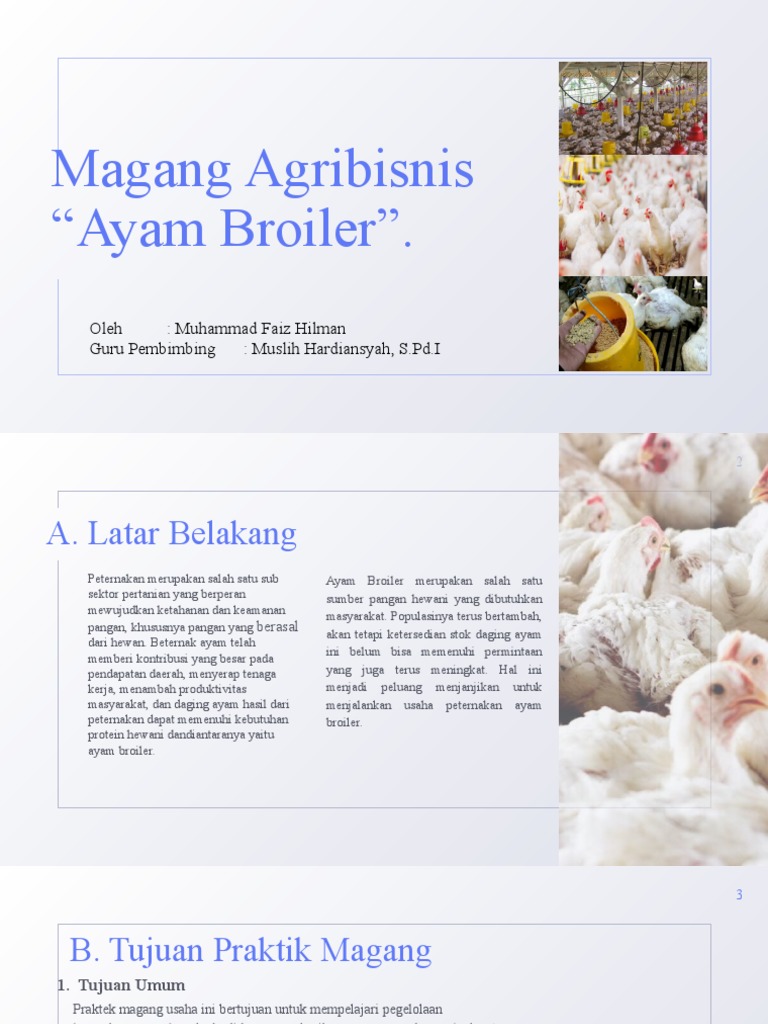 Praktik Magang Budidaya Ayam Broiler | PDF | Teknologi & Rekayasa