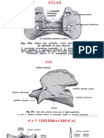 Diapositivas de Osteologia