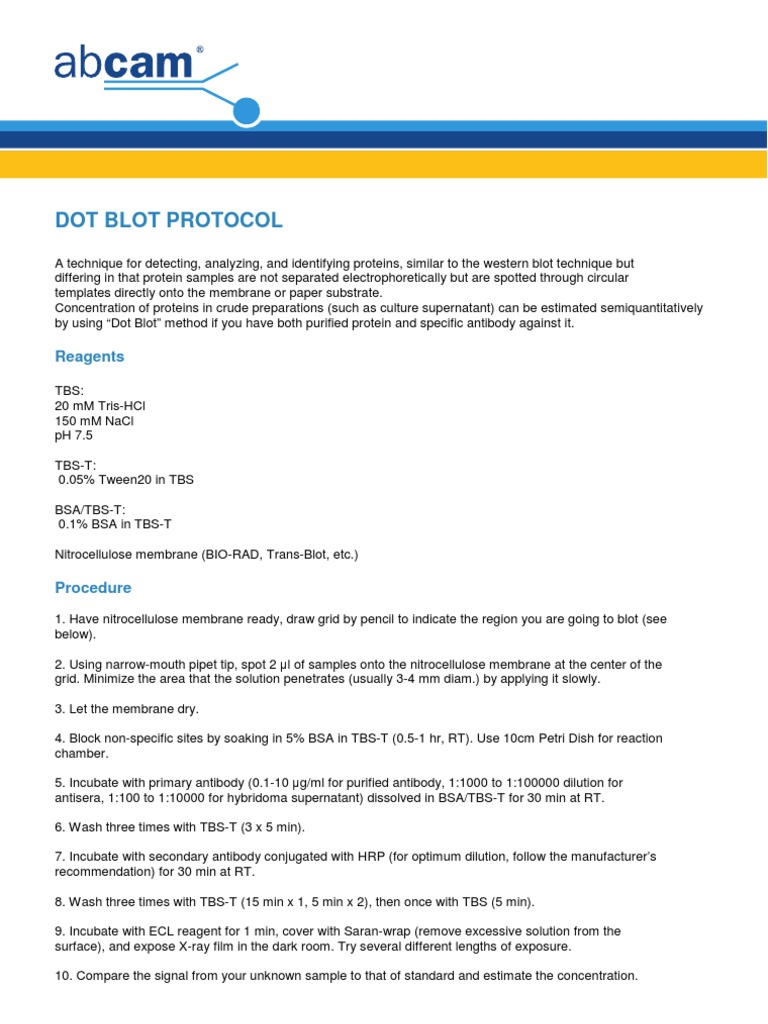 Dot Blot Protocol | PDF