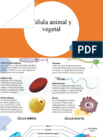 Célula animal y vegetal (2)