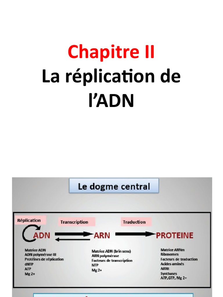 Mécanismes de la réplication de l'ADN | PDF | Réplication de l'ADN | ADN