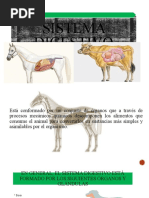 anatom-a-del-aparato-digestivo-porcino-pdf-tracto-gastrointestinal