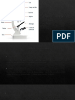 Partes y Funciones Del Microscopio Óptico