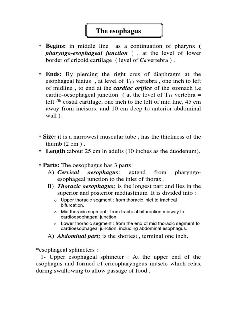 Anatomy of Oesophagus | PDF | Esophagus | Aorta