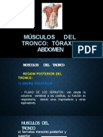 Musculos Del Tronco, Tórax y Abdomen