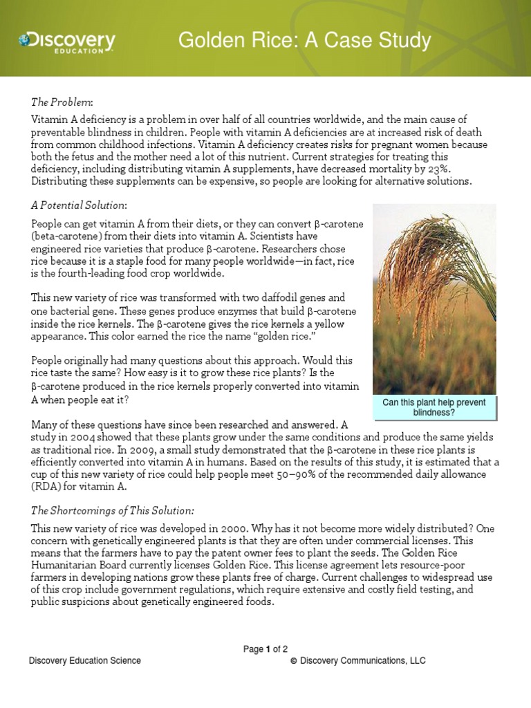 Golden Rice: Addressing Vitamin A Deficiency | PDF | Vitamin A | Rice