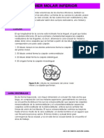 Anatomía del primer molar inferior: características y descripción detallada