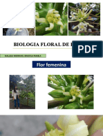 BIOLOGÍA FLRORAL DE LA PAPAYA