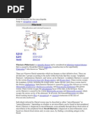 Download filariasis by DrJainesh Dodia SN60543117 doc pdf
