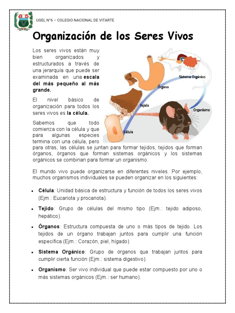 Lectura - Organización de Los Seres Vivos (CNV) | PDF