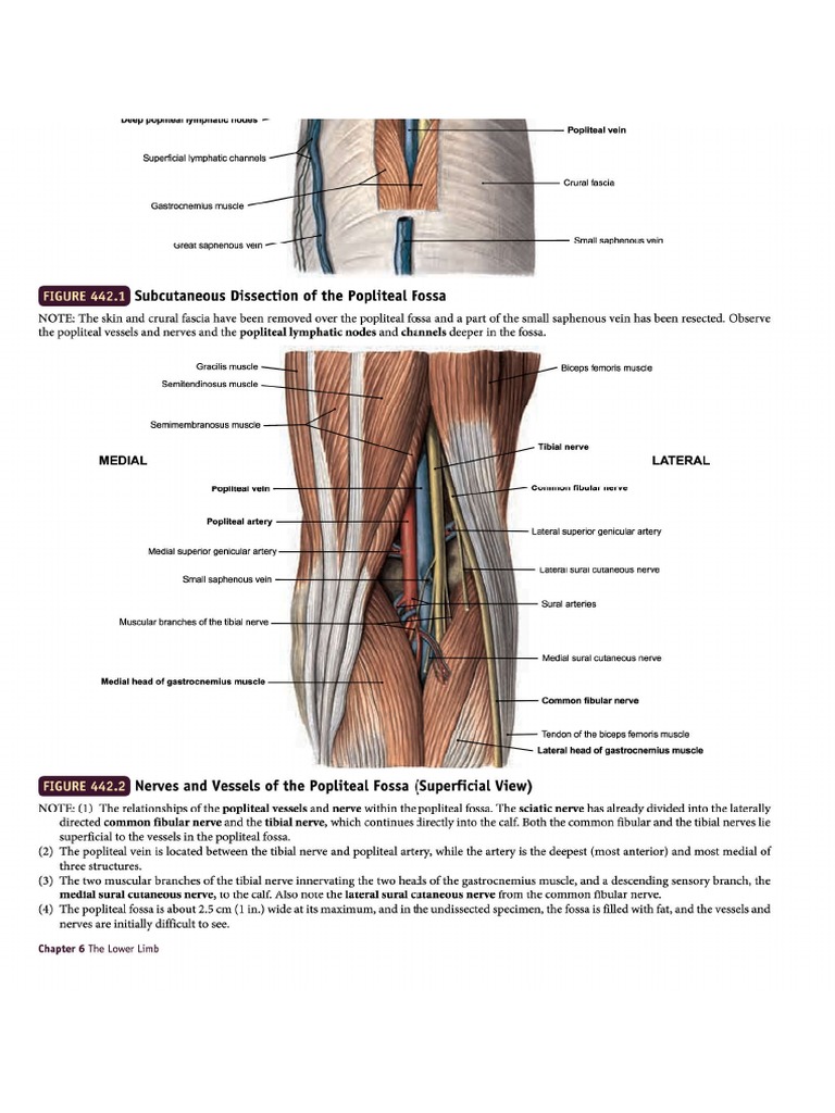 Popliteal Fossa | PDF