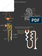 The Excretory System