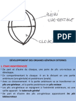 Anomalies de Developpement Développement Des Organes Génitaux Externes