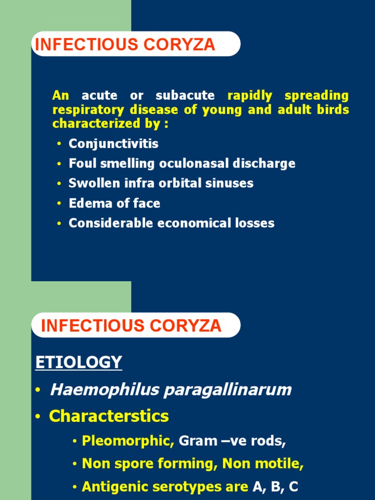T3 Infectious Coryza PDF Infection Microbiology