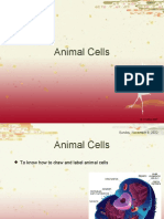 4 Animal Cells