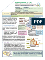 2 - Explica Como Se Organiza El Sistema Nervioso.