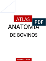 ATLAS - ANATOMIA DE BOVINOS