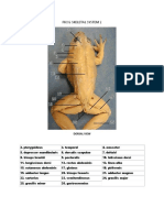 Frog Skeletal System 2