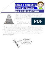 Sistema Respiratorio Para 6° PRIMARIA