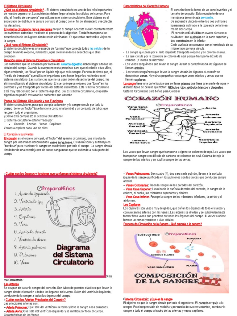 Sistema Circulatorio para Niños | PDF | Sistema circulatorio | Artería