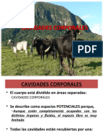 Cavidad Porporal