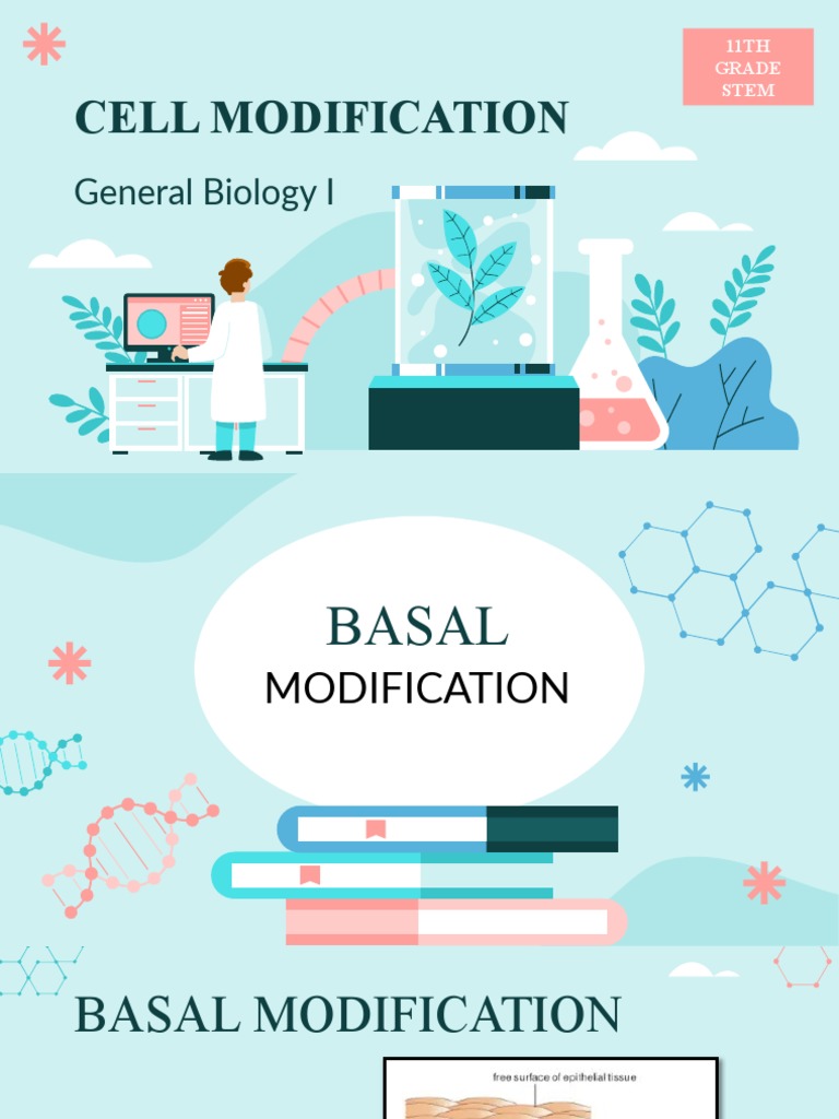 Basal Modification | PDF | Cell Adhesion | Epithelium