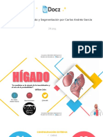 anatomia-higado-y-segmentacion-por-carlos-andres-garcia-71561-downloable