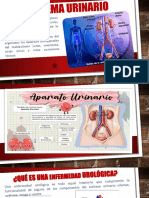 Sistema Urinario