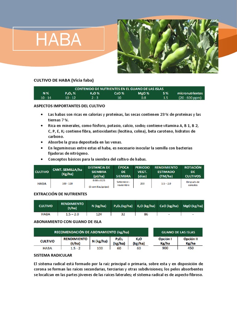 Cultivo y Nutrientes de Haba en Ecuador | PDF