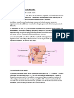 Recorrido del espermatozoide con