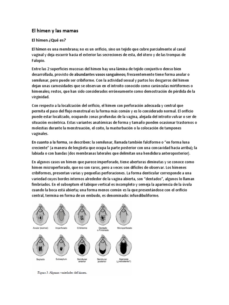 El Himen y Las Mamas | PDF | Pecho | Lactancia