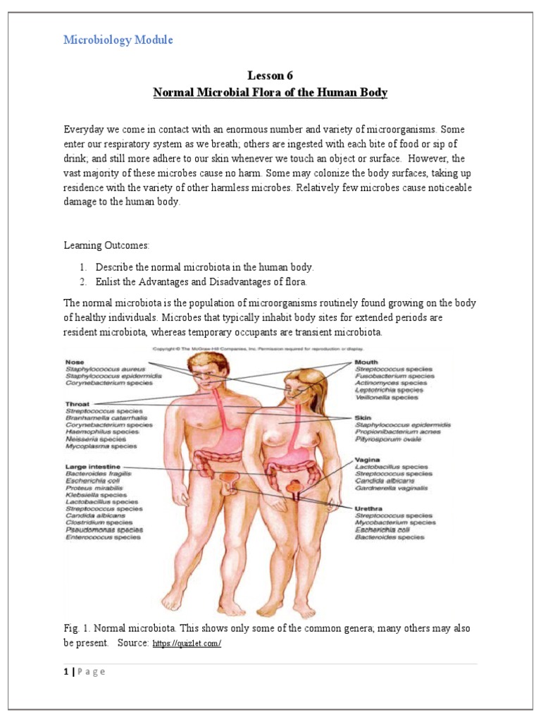 Normal Microbial Flora in Humans | PDF | Gastrointestinal Tract ...