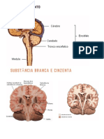 Estruturas do encéfalo e sistema nervoso central