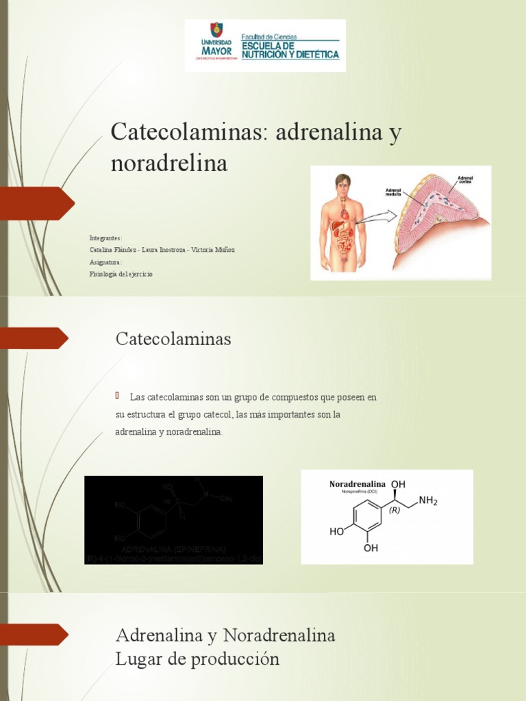 Catecolaminas | PDF | Norepinefrina | Fisiología